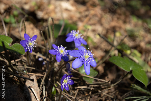 Purple Hepatica Nobilis Wildflowers Blooming In Spring Forest Vilnius Lithuania