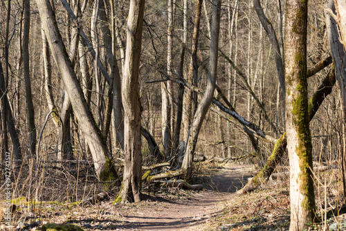Sunny Forest Path Winding Through Deciduous Trees In Vilnius Lithuania