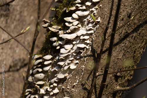 White Shelf Fungi Growing On Tree Bark In Vilnius Lithuania Forest