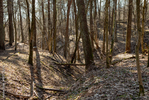 Sunlight Shining Through Dense Spring Forest Landscape In Vilnius Lithuania
