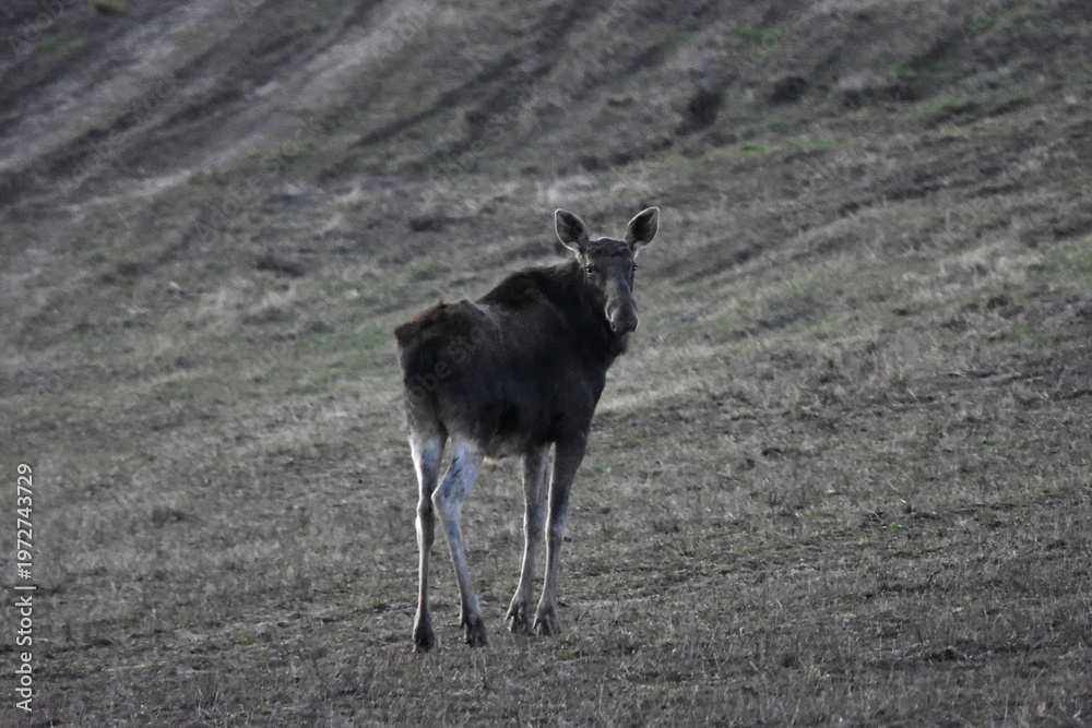 Obraz premium Moose in the spring fields of Warmia, Poland