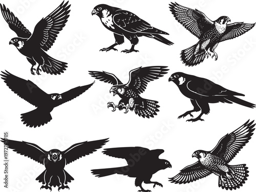 Powerful Gyrfalcon Gliding with Wings Fully Spread