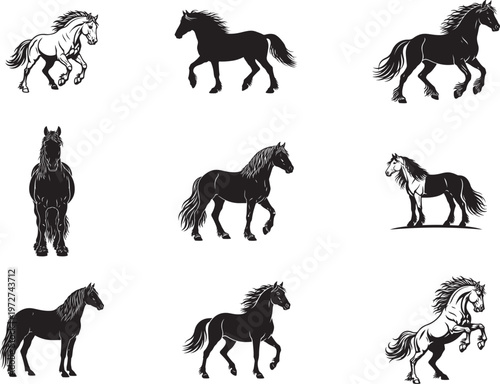 Heavy Feathered Gypsy Horse Walking with Flowing Mane