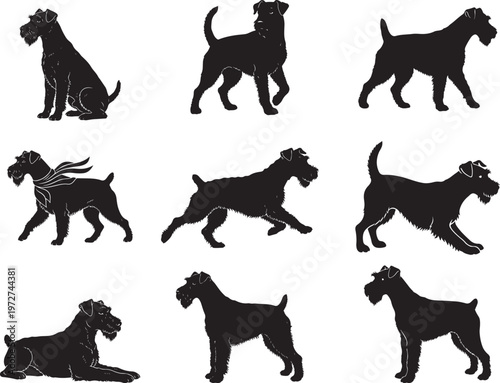Tableau sur toile Kerry Blue Terrier Standing with Curly Dense Coat