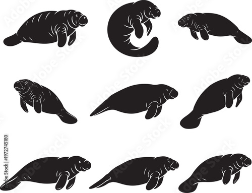 Manatee Swimming Slowly with Large Rounded Body