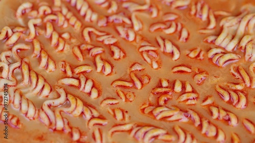 Steaming spicy noodles. Freshly cooked noodles steaming in seasoned broth. Closeup of steaming instant noodles infused with spicy orange flavor and inviting aroma