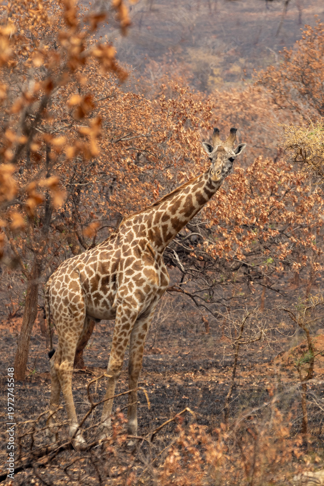 Obraz premium Masai Giraffe Feeding in Burned Savanna area of Akagera National Park Park in Rwanda Africa RWA