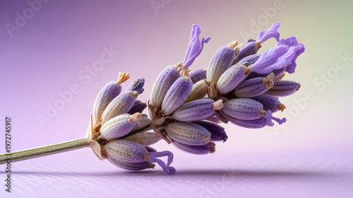 A close-up of a lavender flower with purple petals and a green stem against a soft gradient background of pastel colors