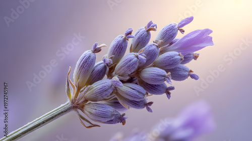 A close-up of a lavender flower in full bloom with a soft purple hue and a blurred background with warm sunlight