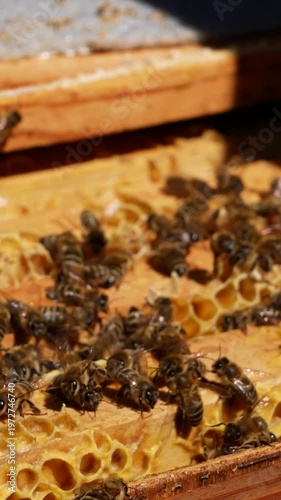 Open beehive in an apiary with bees on wooden frames filled with wax and honey. Close-up of beekeeping process and natural honey production. Concept of agriculture, pollination, and organic food