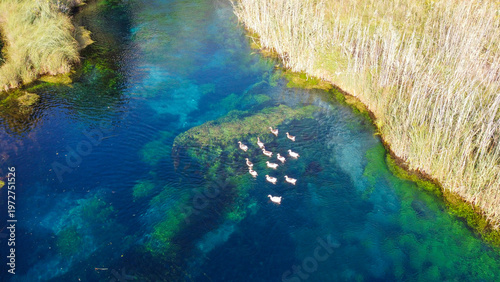 Top View of Ducks Swimming ...