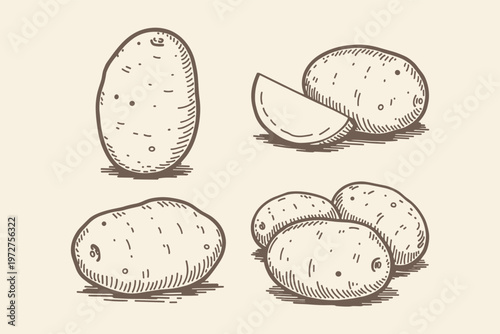 Hand drawn potatoes and potato slice tuber root vegetable