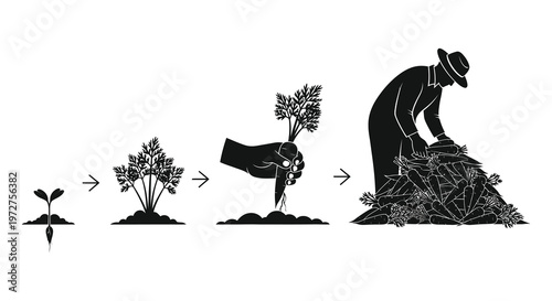 A graphic illustration depicts the growth of a carrot from seed to harvest shown in a striking silhouette high quality professional