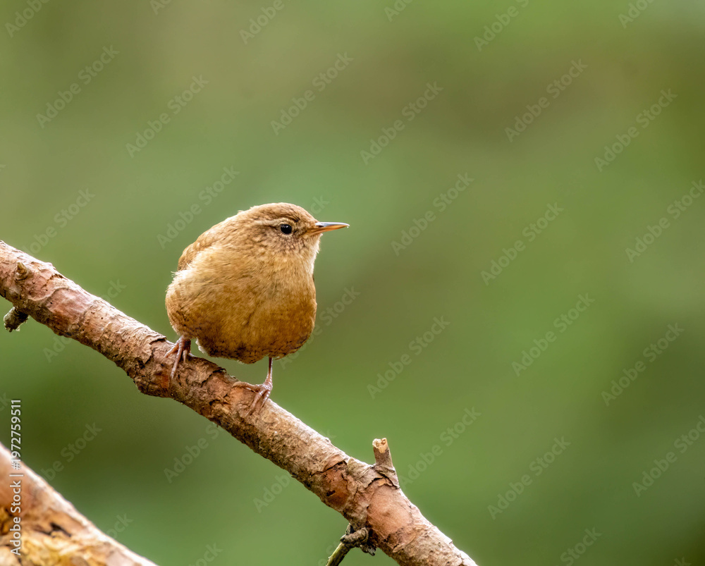Obraz premium Small bird wren singing on a branch with natural background 