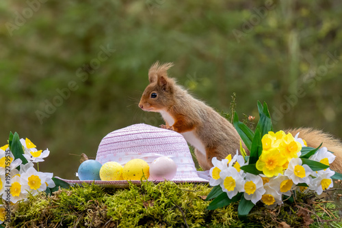 Easter scene with a scottish red squirrel in the woodland.  The curious squirrel has a pink easter bonnet and colourful easter egg decorations as well as bright yellow daffodils 
