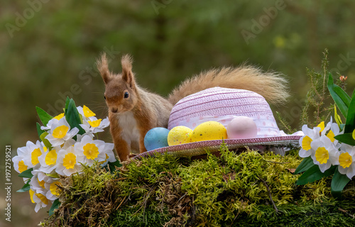 Easter scene with a scottish red squirrel in the woodland.  The curious squirrel has a pink easter bonnet and colourful easter egg decorations as well as bright yellow daffodils 