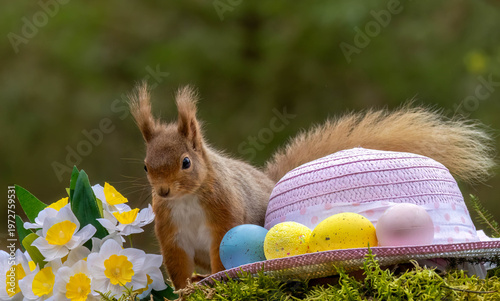 Easter scene with a scottish red squirrel in the woodland.  The curious squirrel has a pink easter bonnet and colourful easter egg decorations as well as bright yellow daffodils 