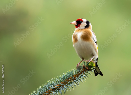 Close up of a beautiful, colourful goldfinch bird perched on the end of a branch with natural background