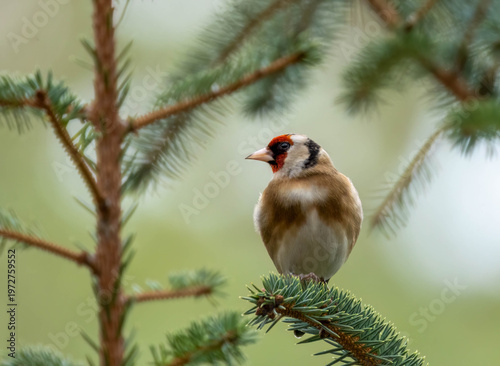 Close up of a beautiful, colourful goldfinch bird perched on the end of a branch with natural background
