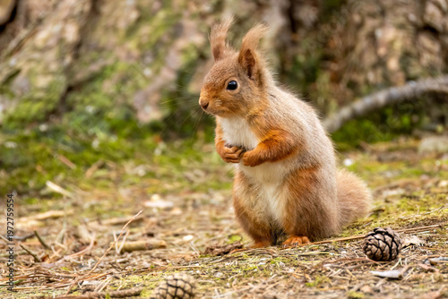 Close up of a cute snd curious little red squirrel in the Scottish woodland