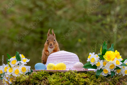 Easter scene with a scottish red squirrel in the woodland.  The curious squirrel has a pink easter bonnet and colourful easter egg decorations as well as bright yellow daffodils 