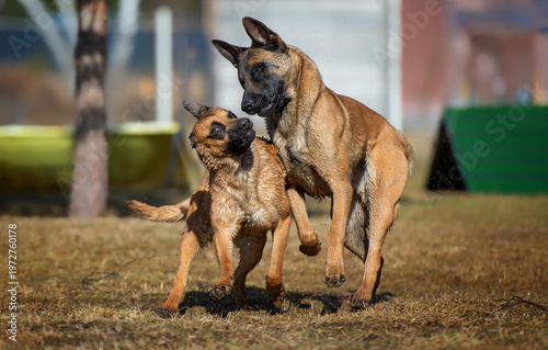 Two Belgian Malinois Playing in the Field