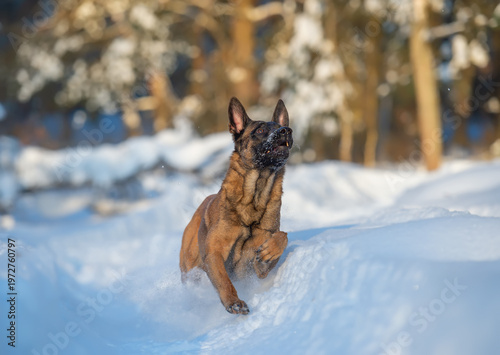Belgian Malinois Running in Snow
