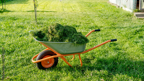 Green grassy yard holds a wheelbarrow