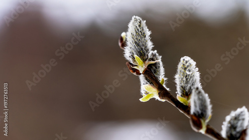 Frosty buds peek from slender branch