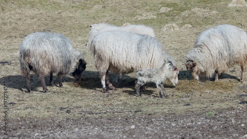Sheep And Lamb In A Field.