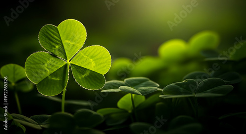 Green three leaf clover shamrock close up in nature. Natural foliage symbol of luck and Saint Patricks Day celebration.