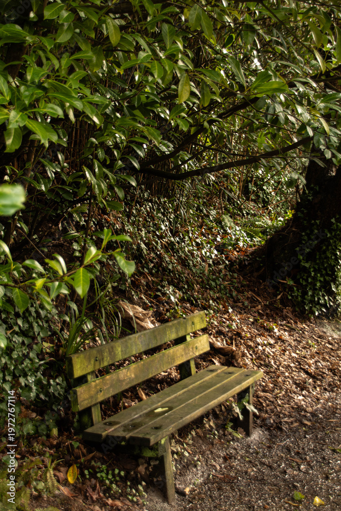 Fototapeta premium Old wooden bench tucked under lush green foliage in a quiet park corner