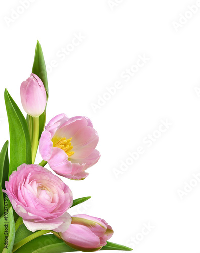 Beautiful pink tulip flower...