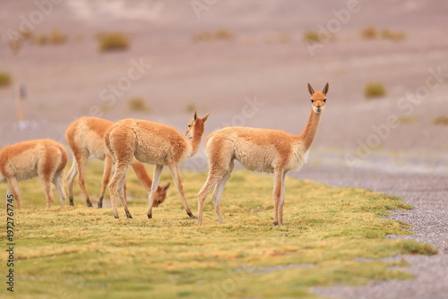 Cuadro en lienzo Vicuňa, Lama vicugna, Andes, Bolivia