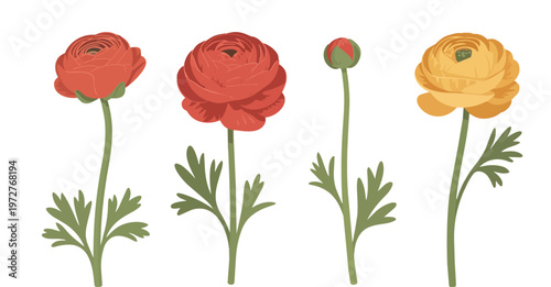 Flat design close up ranunculus flower head and bud with single stem leaf sprig isolated white background soft lighting vector illustration