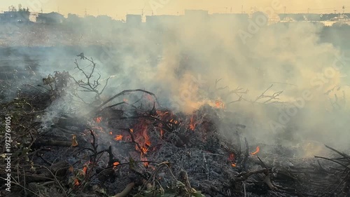 枯れ草 野火の炎のテクスチャー動画