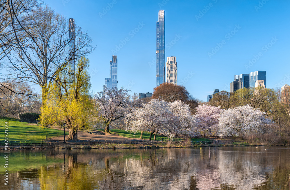 Obraz premium Spring view of Central Park with Yoshino cherry trees, lake reflection and Billionaires Row skyscrapers in Midtown Manhattan, New York City