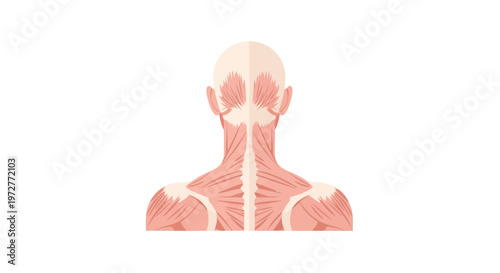 Anatomical back muscles diagram in flat minimal style