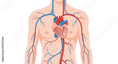 Detailed diagram of human circulatory system with heart, arteries, and veins