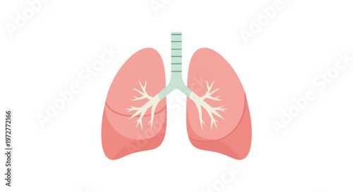 Detailed human lungs displaying bronchial structure in pastel tones