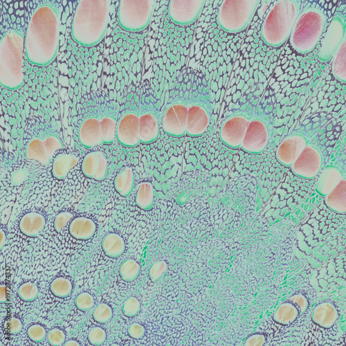 Natural wildlife feathers spread in fan shape pattern show fine line designs in variegated fashion. Feathers appear with enamel qualities.