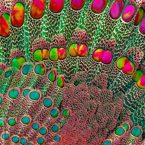 Natural wildlife feathers spread in fan shape pattern show fine line designs in variegated fashion. Feathers appear with enamel qualities.