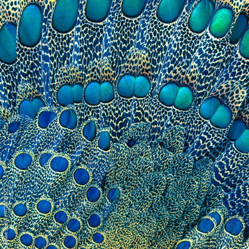 Natural wildlife feathers spread in fan shape pattern show fine line designs in variegated fashion. Feathers appear with enamel qualities.