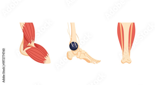 Anatomical study of human leg muscles and foot structure