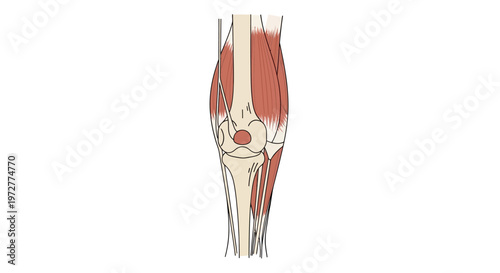 Detailed anatomical diagram of knee joint with ligaments and muscles