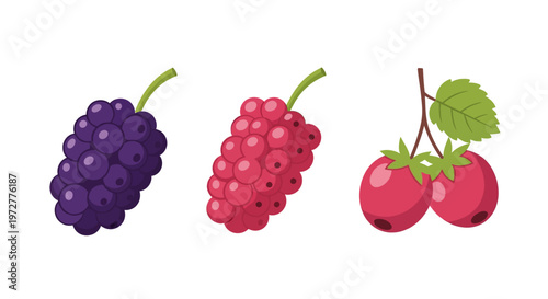 berries set with blackberries raspberries and cranberries on white