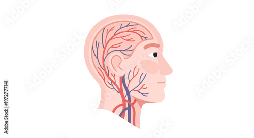 anatomical diagram of human head with visible arteries and veins