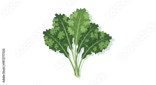 Fresh kale leaves with detailed texture on white background