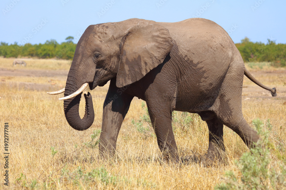Fototapeta premium Afrikanischer Elefant / African elephant / Loxodonta africana