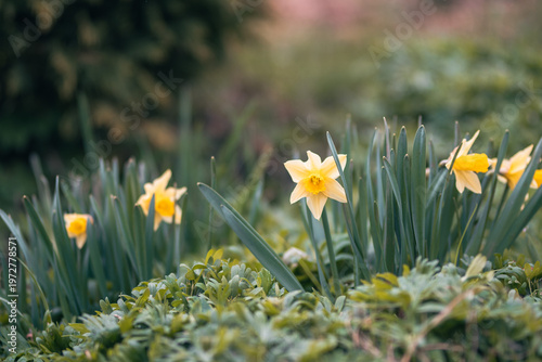 Group of yellow daffodils in a blooming garden captured in soft natural light with a gently blurred background.